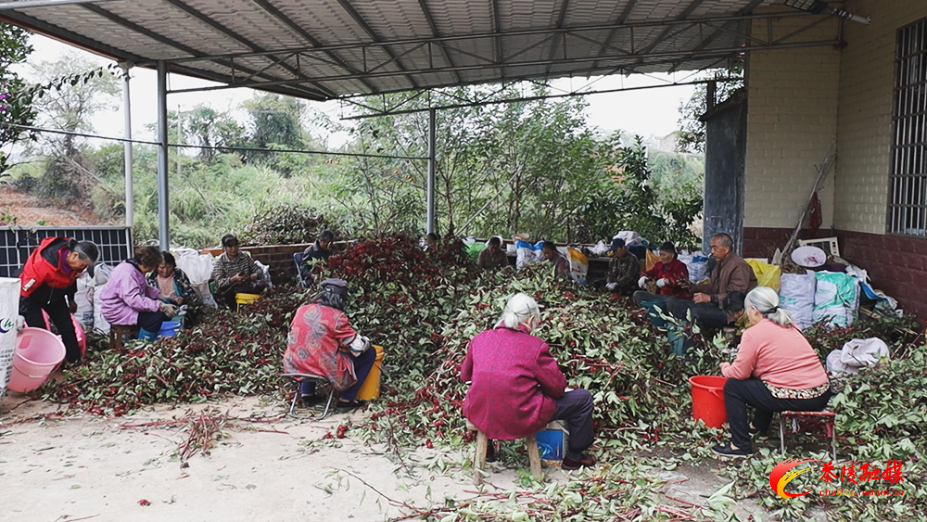 【画卷•乡村振兴】枣市镇：400亩玫瑰茄红遍田野 喜获丰收