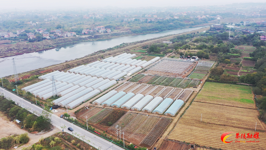 【答卷•产业提效】设施农业加码 茶陵蔬菜产业集群升级提速