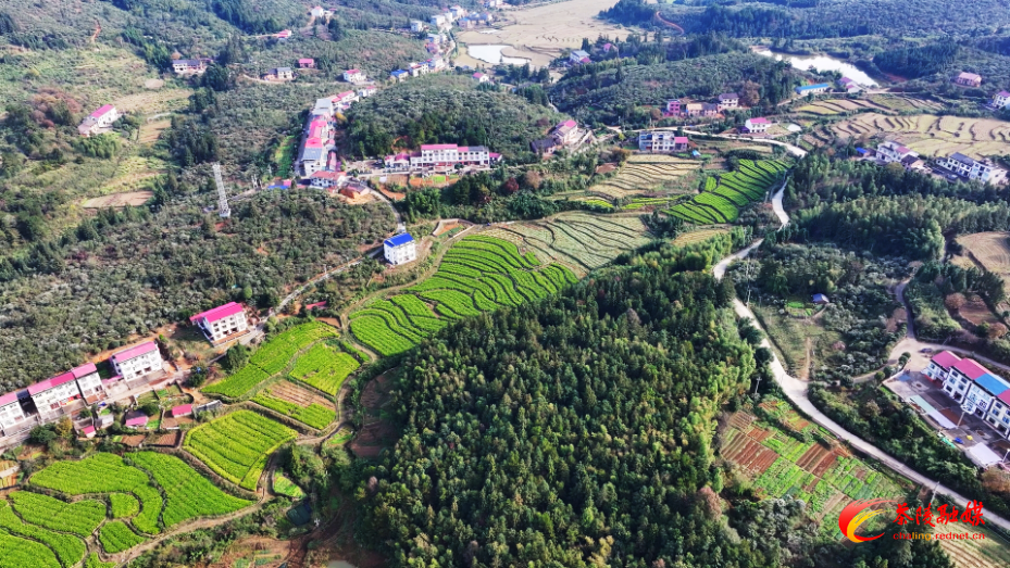 秩堂镇锡田村：生姜采挖忙 “黄金”好“姜”来