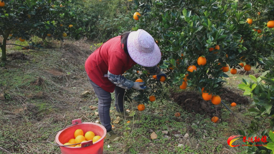【画卷•乡村振兴】秩堂镇毗塘村：百亩脐橙迎丰收