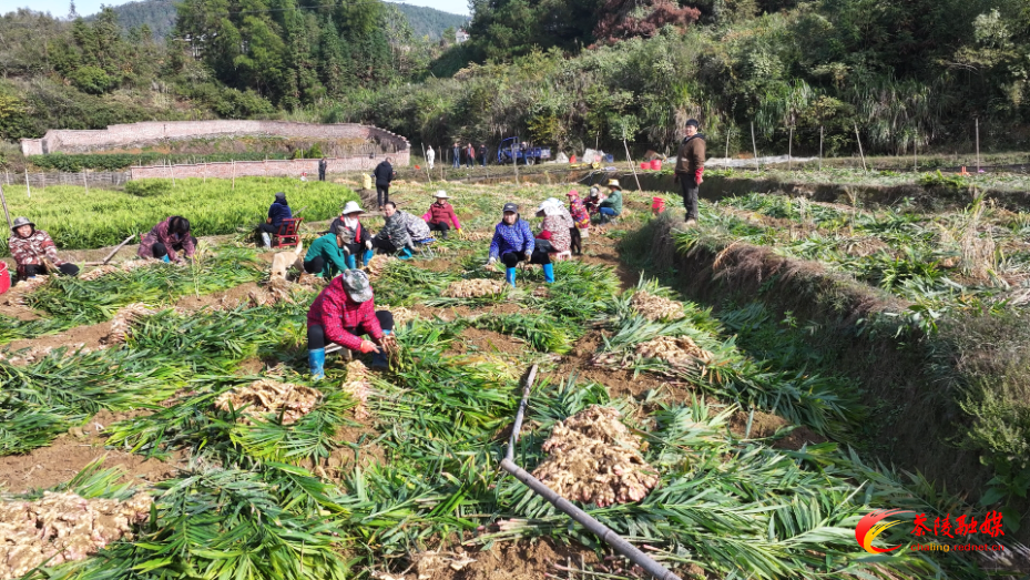 秩堂镇锡田村：生姜采挖忙 “黄金”好“姜”来