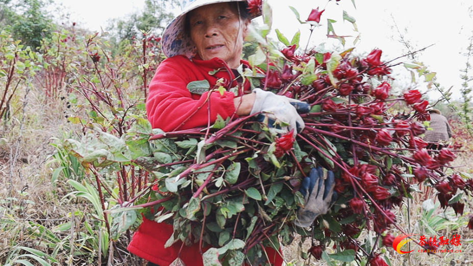 【画卷•乡村振兴】枣市镇：400亩玫瑰茄红遍田野 喜获丰收