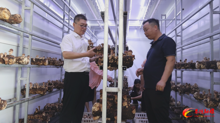 思聪街道三华村：工作队接力深耕绘就乡村振兴“蝶变”