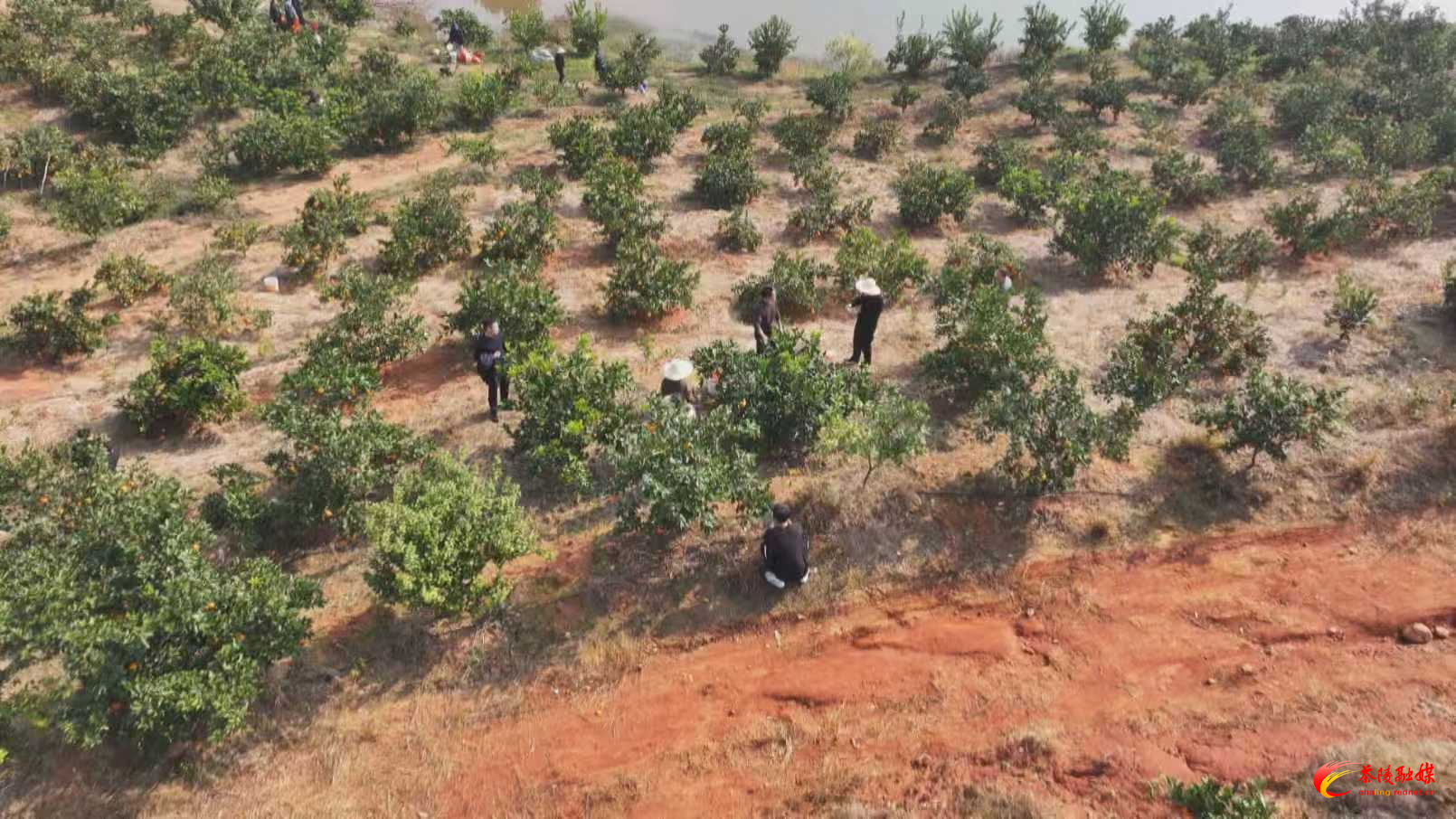 茶陵：采摘助农添活力 橙香铺就振兴路
