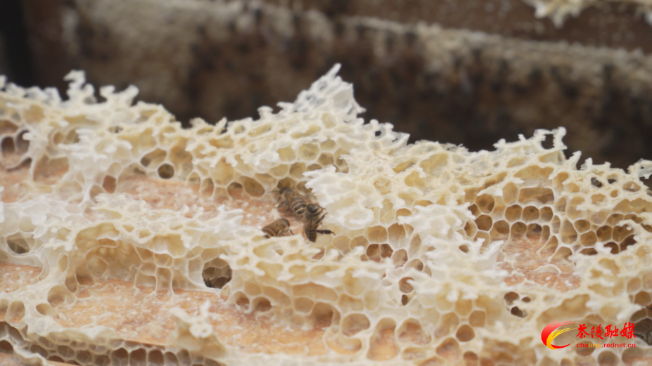 【画卷•乡村振兴】 蜂蜜丰产愁销路 上下齐心解民忧