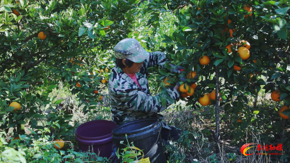 思聪街道清水村：脐橙丰收添喜色 主动作为拓销路