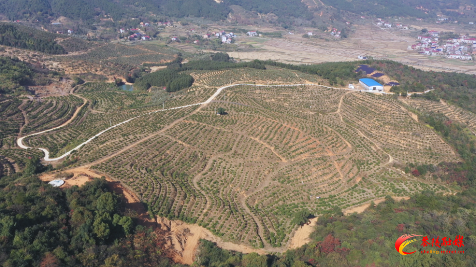 思聪街道清水村：脐橙丰收添喜色 主动作为拓销路