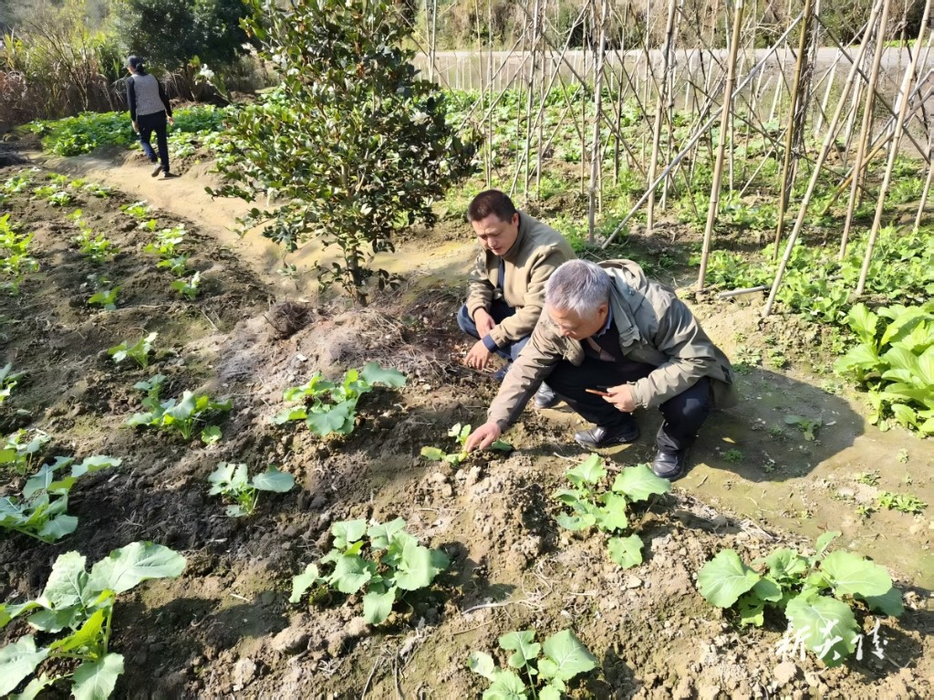 垄溪乡：田间指导油菜管理 全力护航农业生产