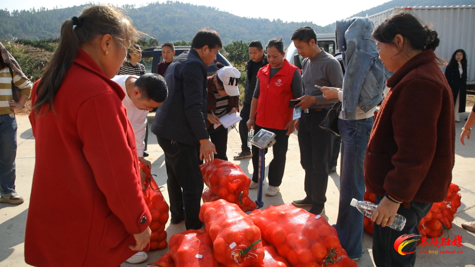 “橙”意满满 茶陵县个私协会云阳分会助力果农销售脐橙