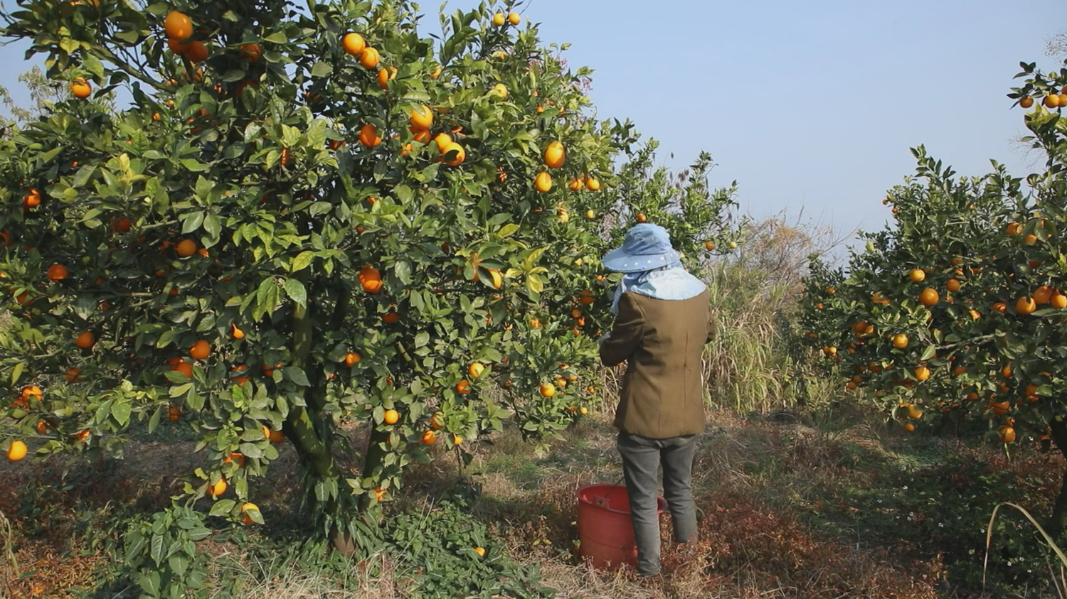 柑橘丰收季 爱心暖夕阳