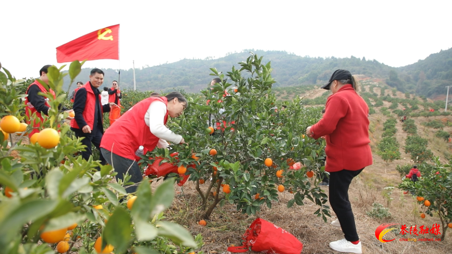 “橙”意满满 茶陵县个私协会云阳分会助力果农销售脐橙