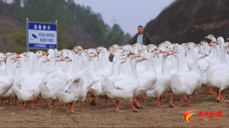 【画卷·乡村振兴】茶陵：以“订单农业”为抓手 推动乡村产业多元发展