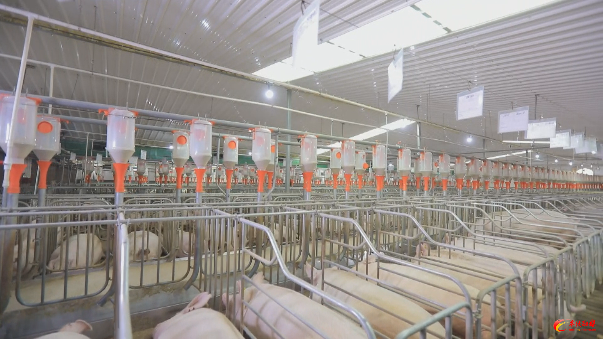 茶陵县生猪养殖疫病防控再添国字号企业