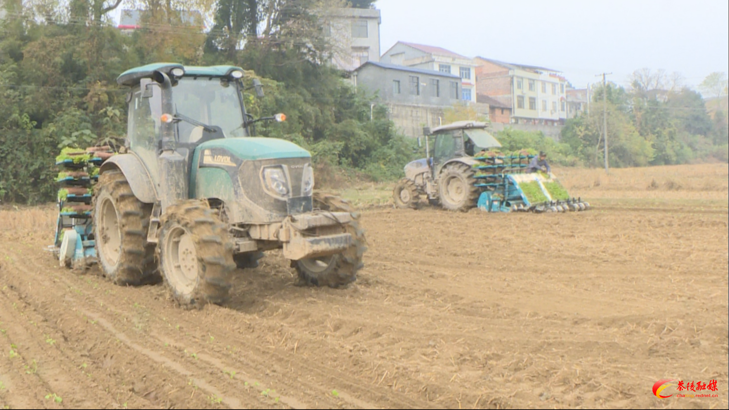 机械化移栽现场演示 油菜种植添“新”力