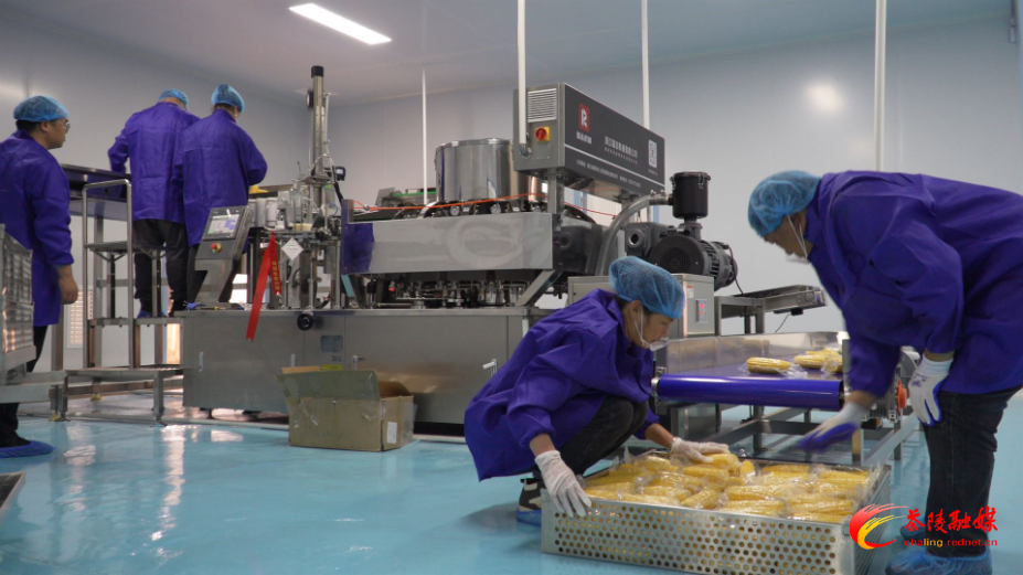 严塘镇玳溪村水果玉米加工车间正式投入试生产