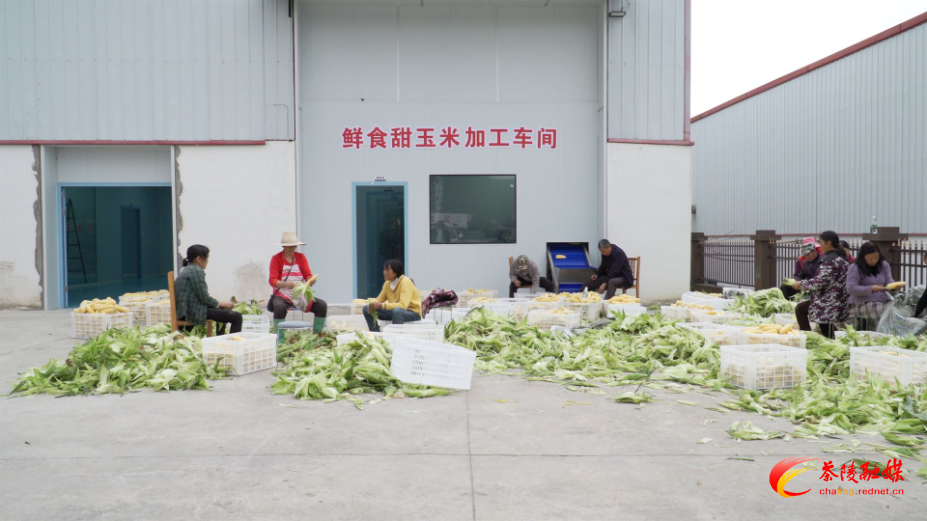 严塘镇玳溪村水果玉米加工车间正式投入试生产