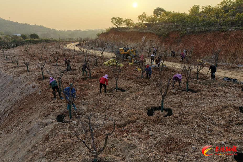 朱毅强调研亚热带水果特色产业园工作