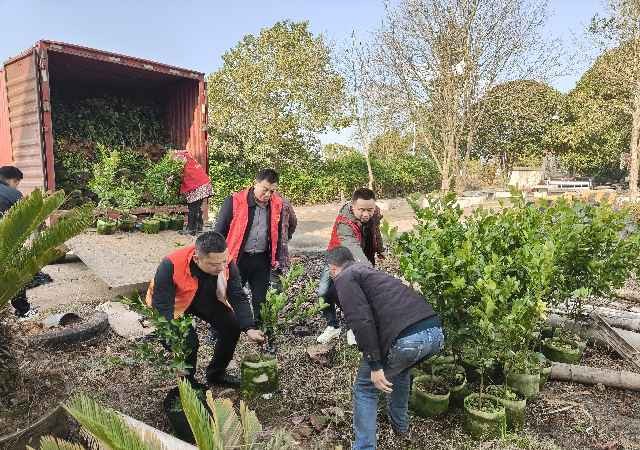 攸县林业局持续推进“身边增绿”试点活动， 送苗下乡助力罗家坪村四旁绿化