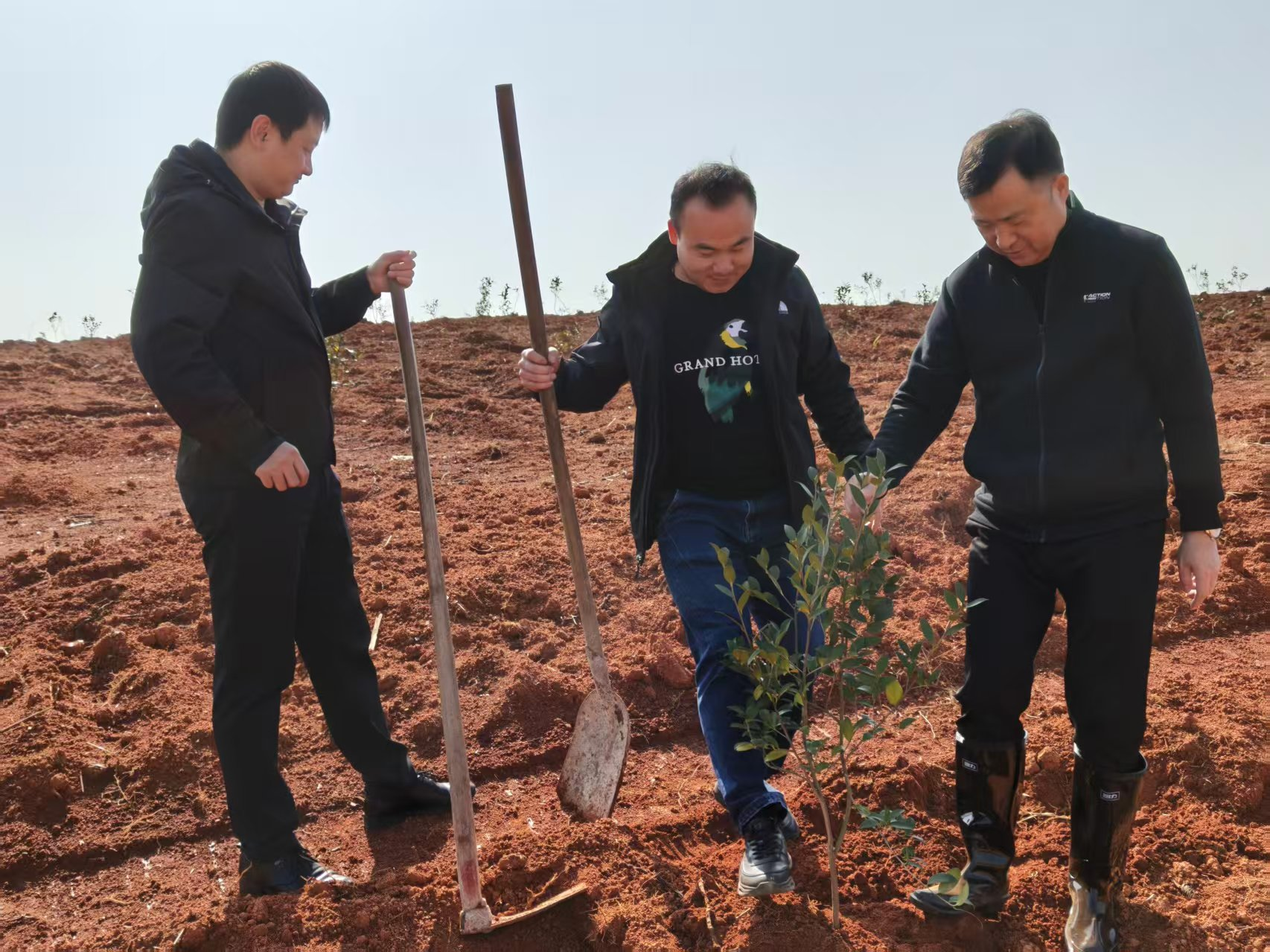 联星街道：植树添新绿 茶树助振兴