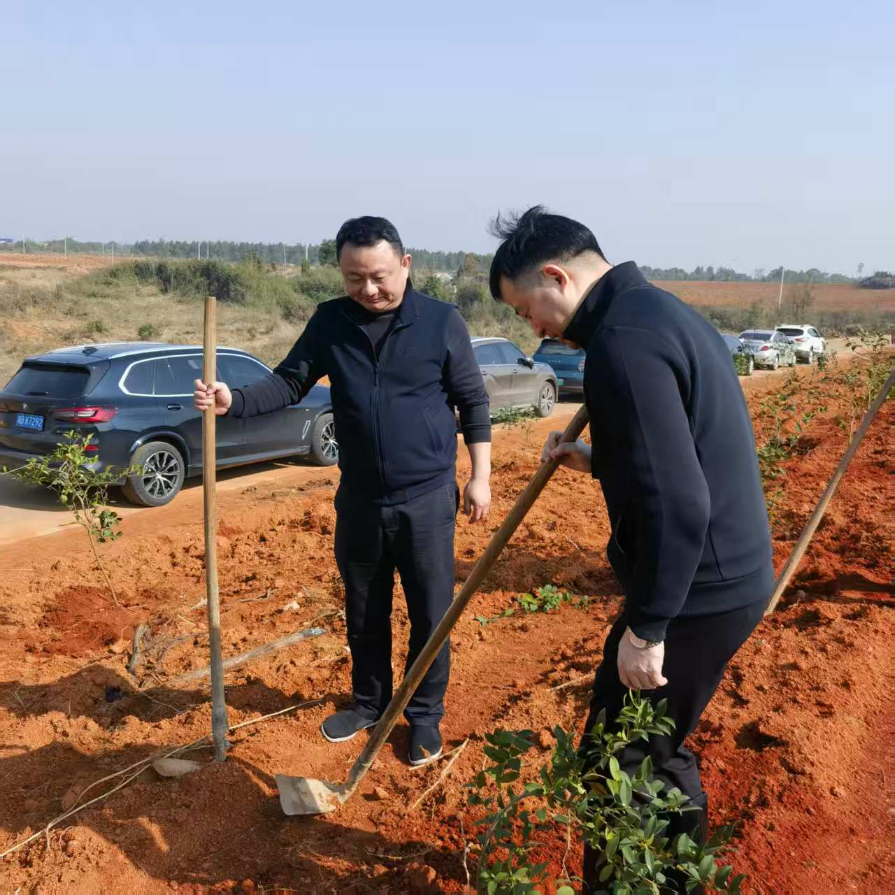 联星街道：植树添新绿 茶树助振兴