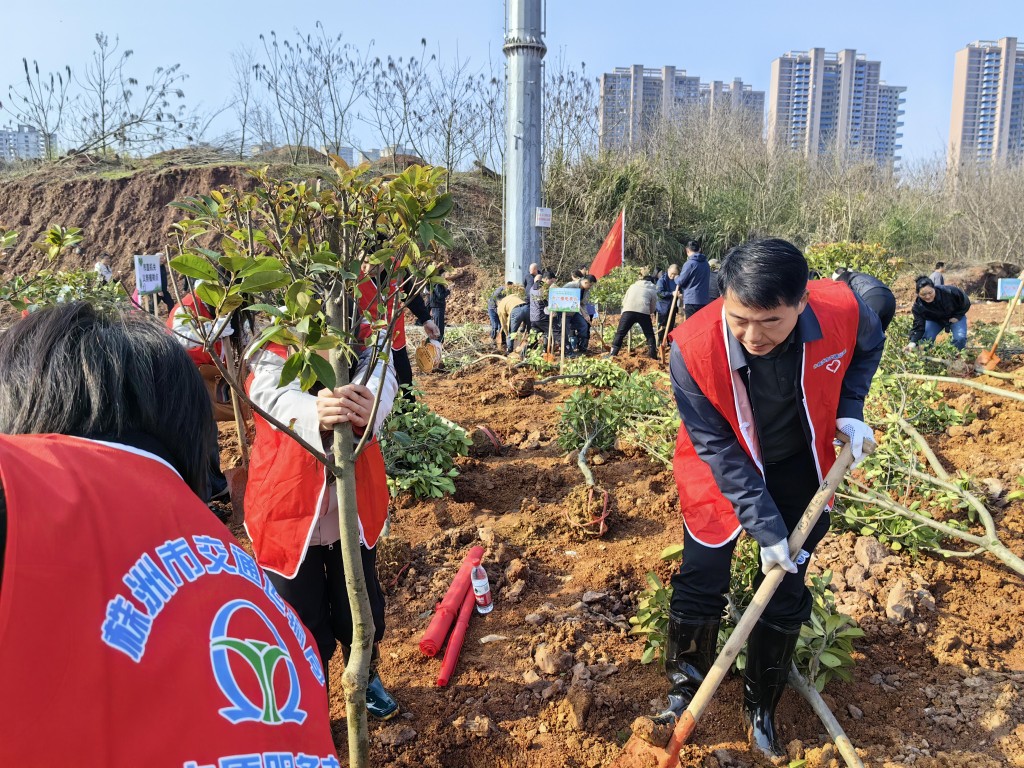 株洲市交通运输局开展义务植树活动
