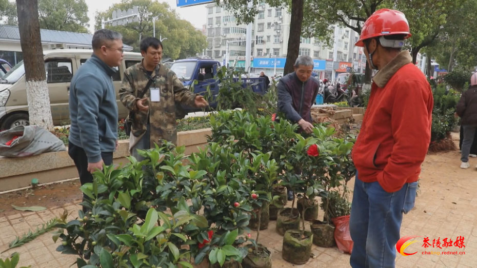 春种好时节 苗木销售旺