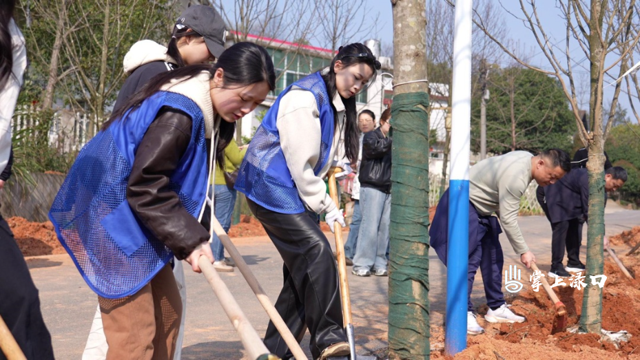 渌口区开展义务植树活动 为王家洲乡村美术馆添新景