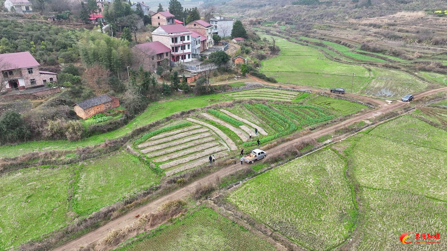思聪街道：赤松茸喜获丰收 特色产业助农增收