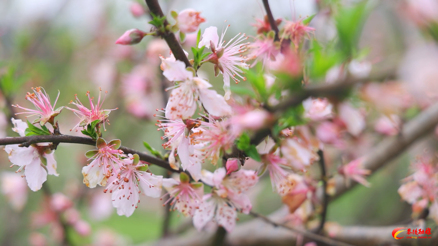 百亩桃花绽春意 十里芳菲引游人