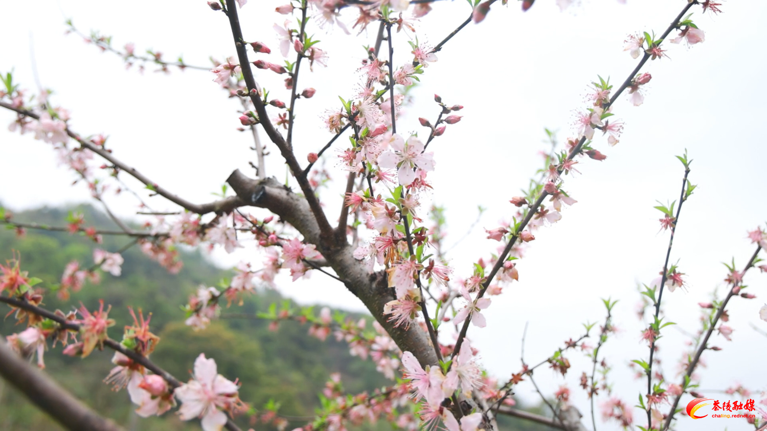 百亩桃花绽春意 十里芳菲引游人