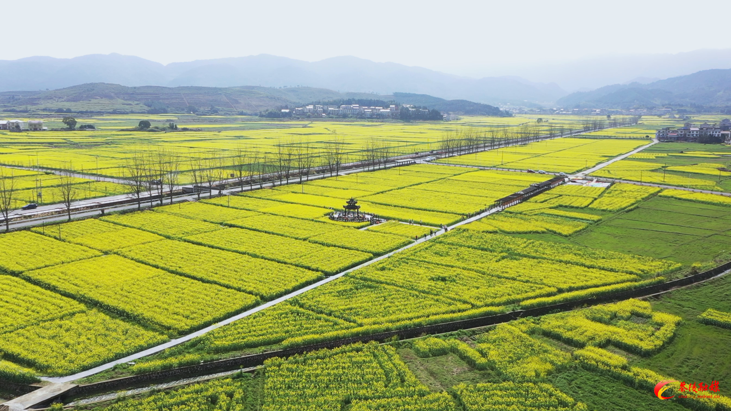 春暖花开踏青时 万亩金海绘丰景