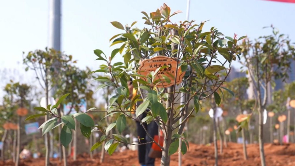 让每一抹绿，既是风景又有“钱”景