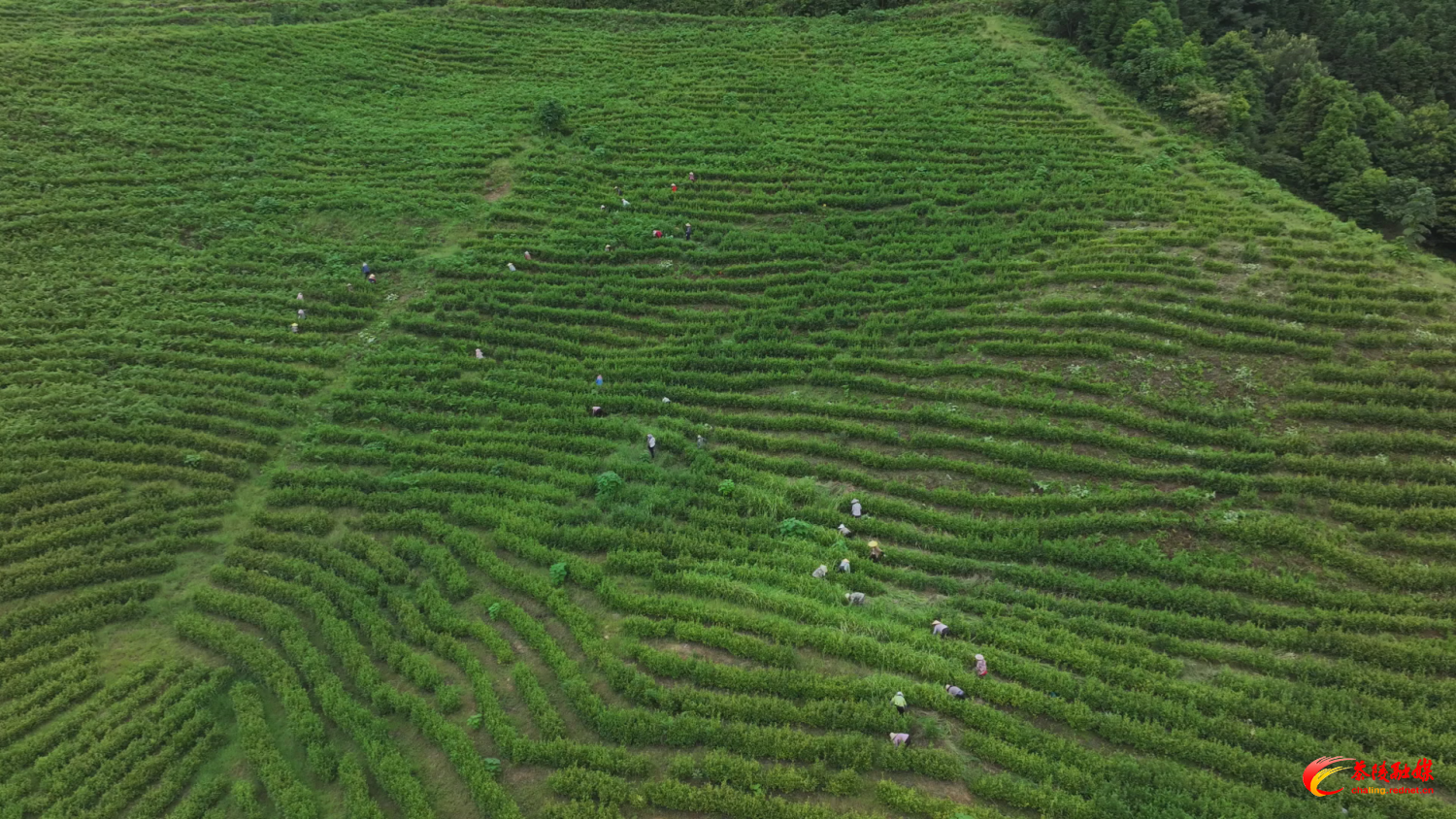 “智”造茶香：茶陵万亩茶园装上“数字大脑”