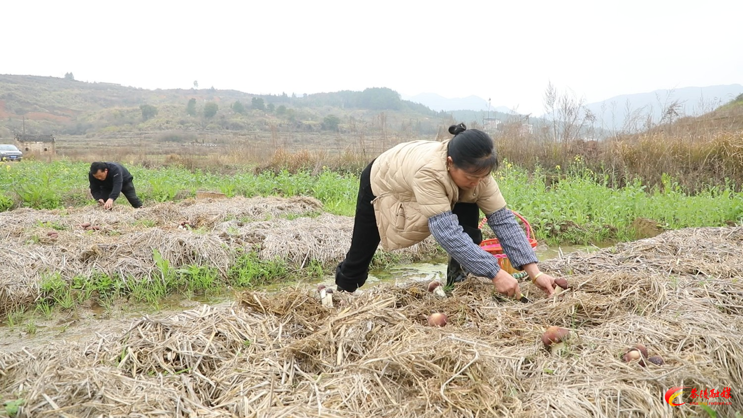 思聪街道：赤松茸喜获丰收 特色产业助农增收