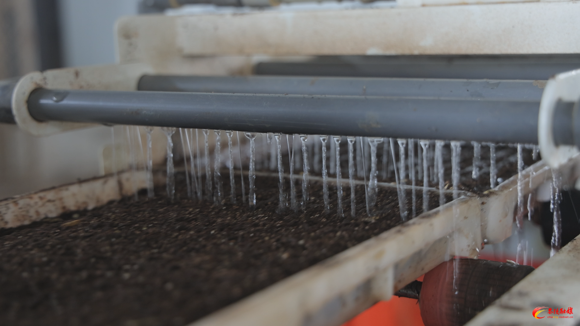 【答卷•产业提效】从“会”种田到“慧”种田 茶陵智能育秧跑出“加速度”