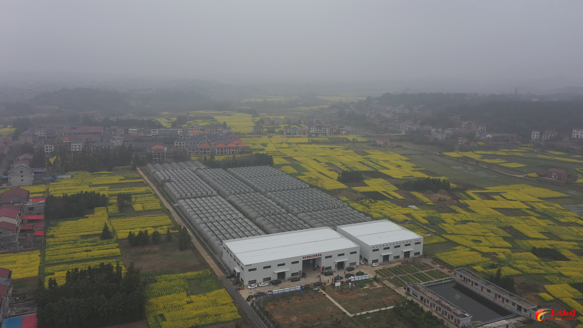 【答卷•产业提效】从“会”种田到“慧”种田 茶陵智能育秧跑出“加速度”