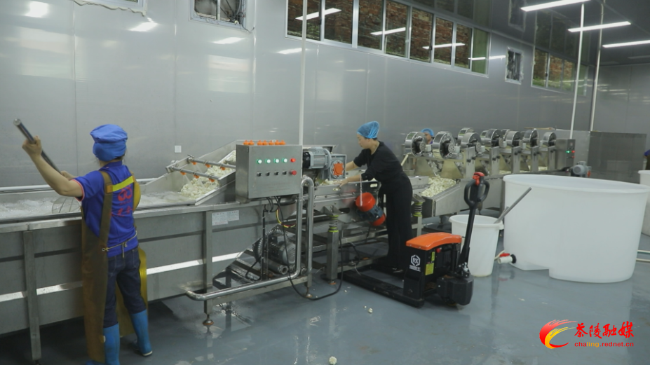 【画卷•乡村振兴】告别“靠天吃饭” 永光食品解锁伏蒜加工新模式