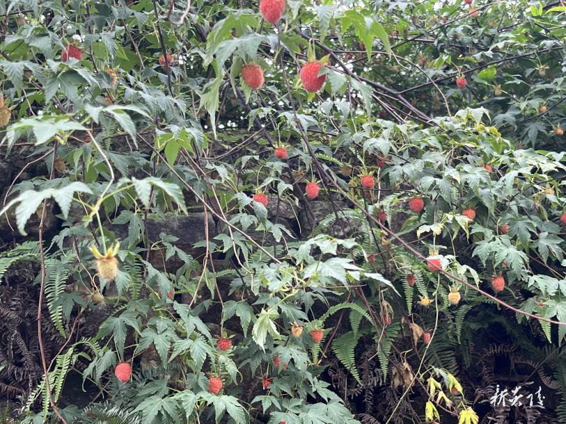 水口镇平岗村：油茶套种覆盆子 结出“致富红果”