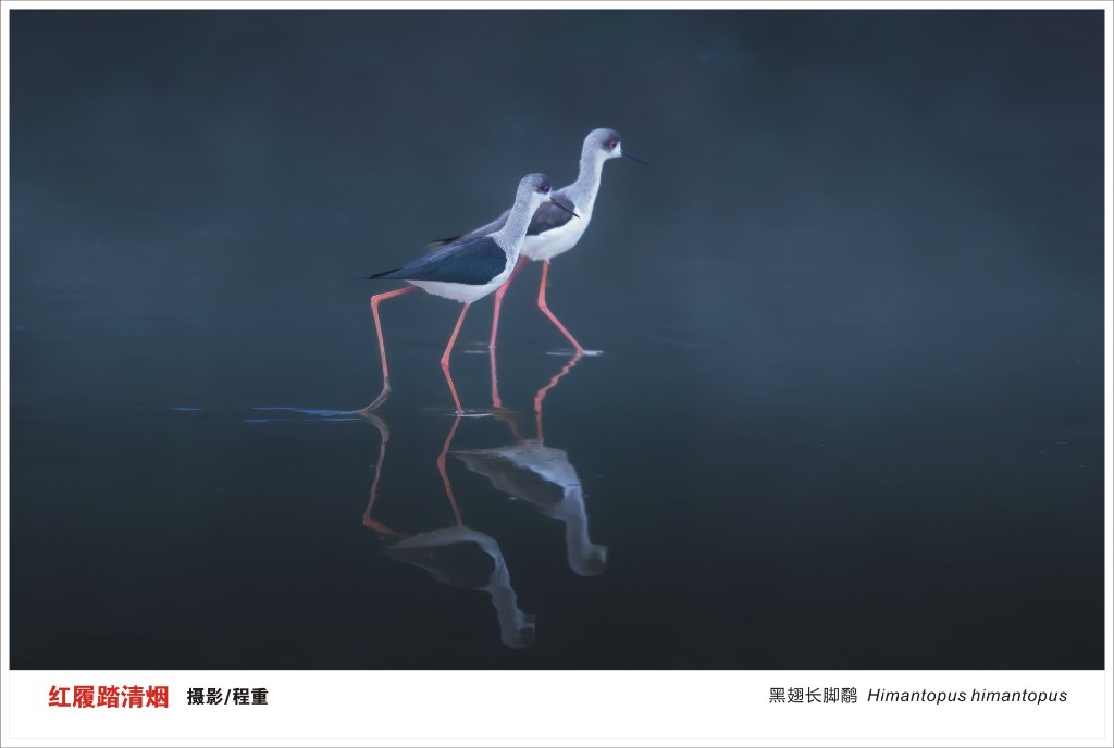 2026年株洲市“守护飞羽精灵，共绘生态画卷”鸟类摄影大赛获奖名单揭晓