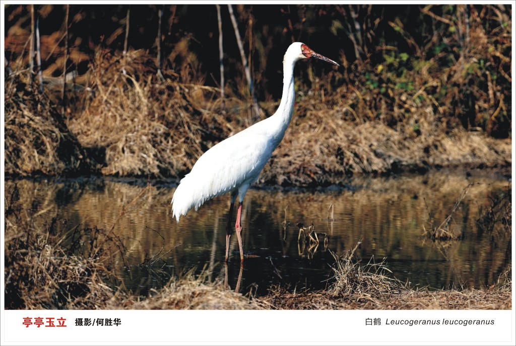 2026年株洲市“守护飞羽精灵，共绘生态画卷”鸟类摄影大赛获奖名单揭晓