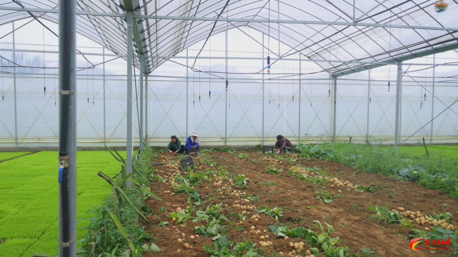 【画卷•乡村振兴】明丰基地：让育秧大棚“忙”起来 土地增效有新路