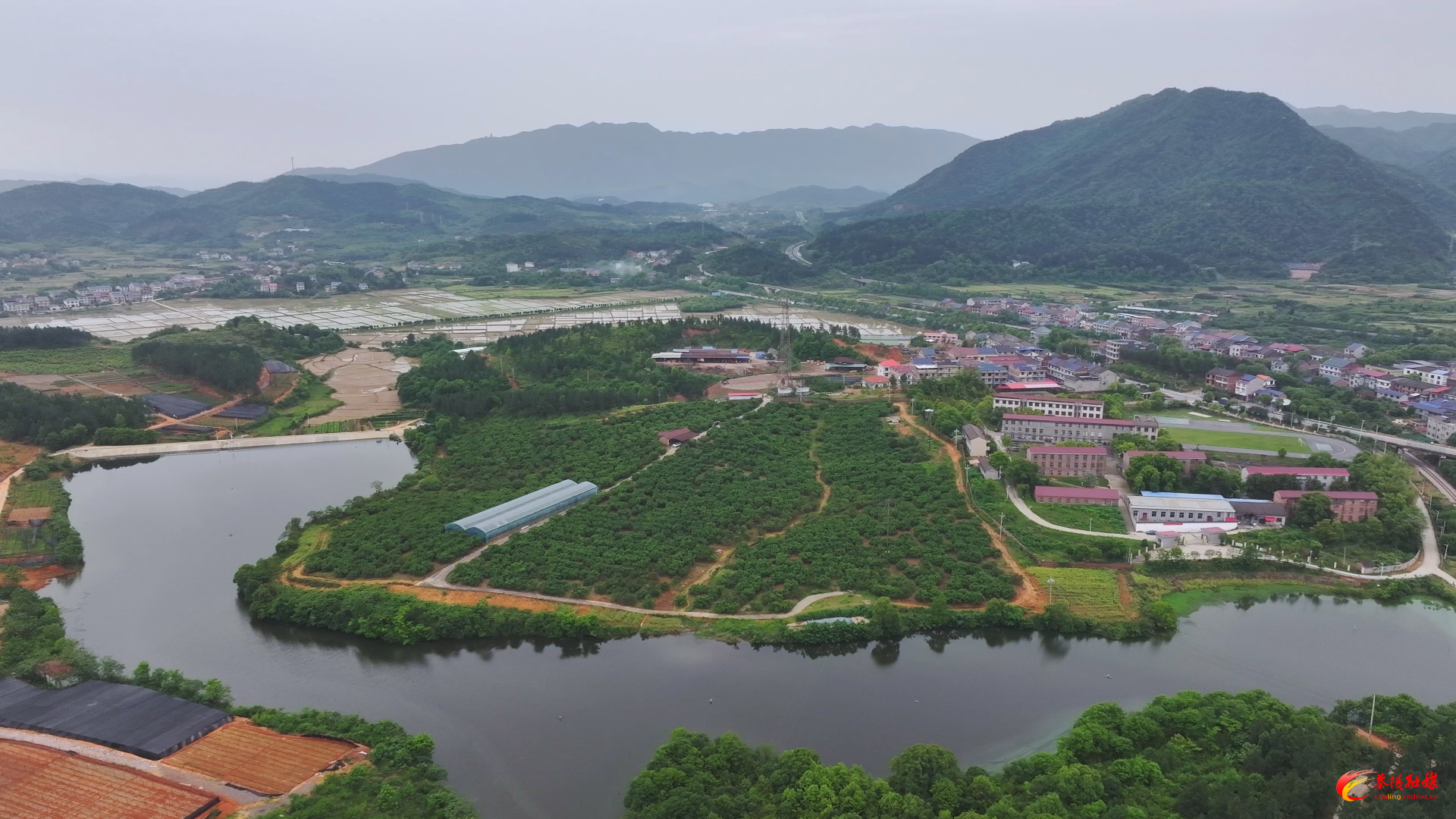 三和农业：抢抓杨梅管护关键期 精耕细作盼丰收