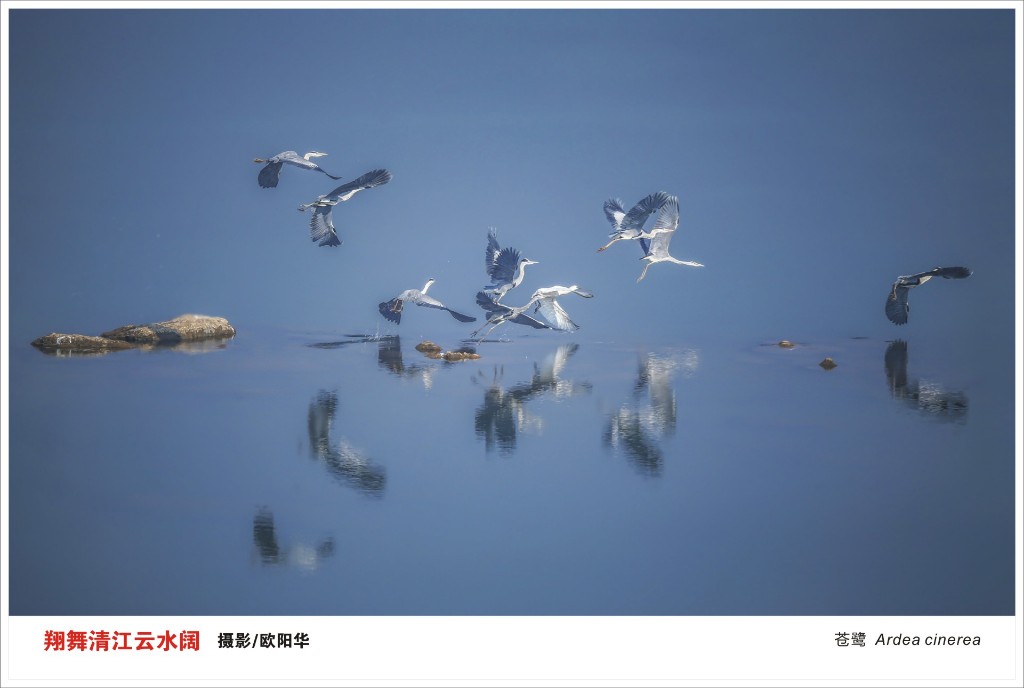 2026年株洲市“守护飞羽精灵，共绘生态画卷”鸟类摄影大赛获奖名单揭晓