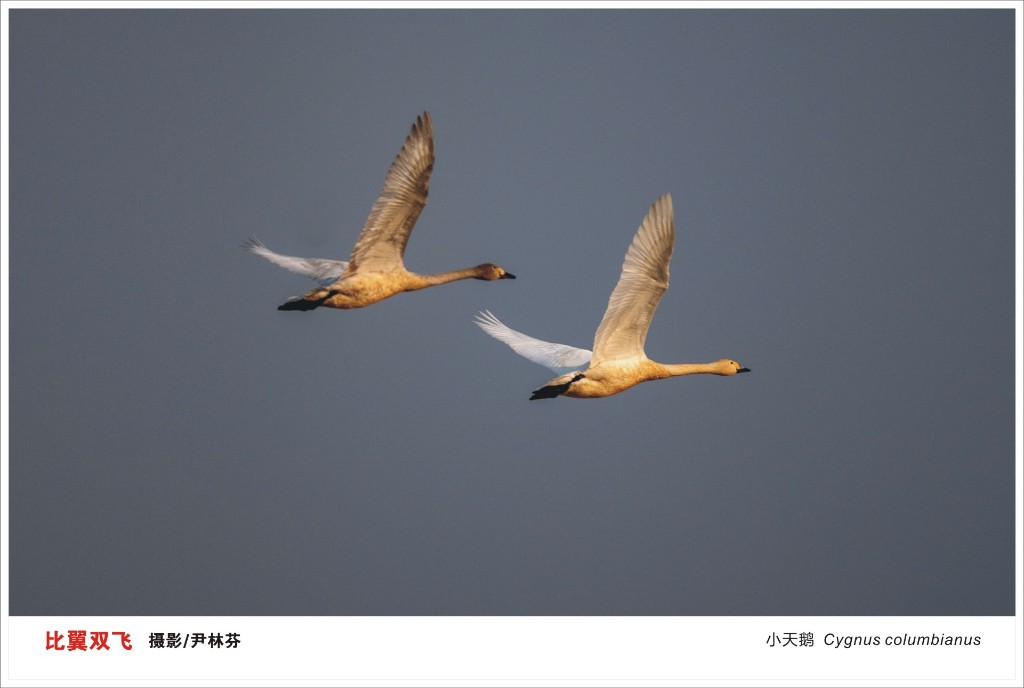 2026年株洲市“守护飞羽精灵，共绘生态画卷”鸟类摄影大赛获奖名单揭晓