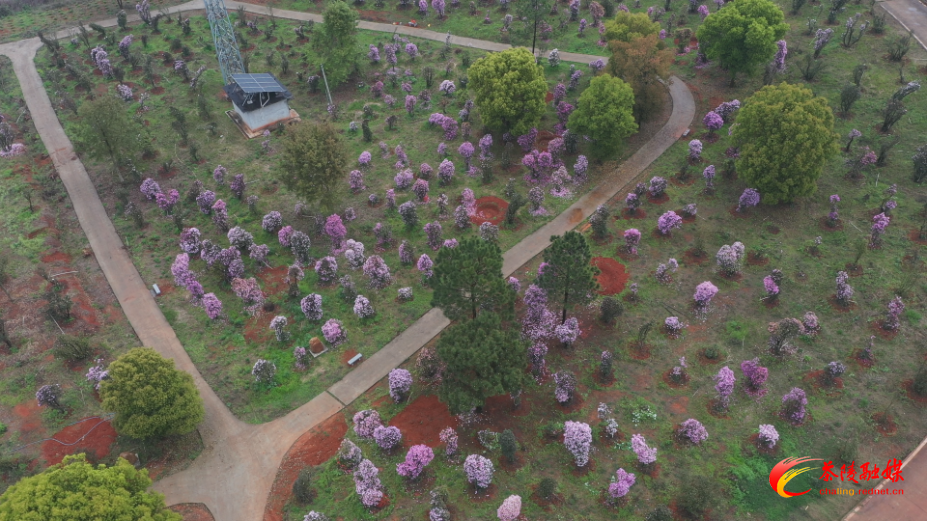 【画卷•乡村振兴】枣市镇：杜鹃竞相绽放不负春光景色浓