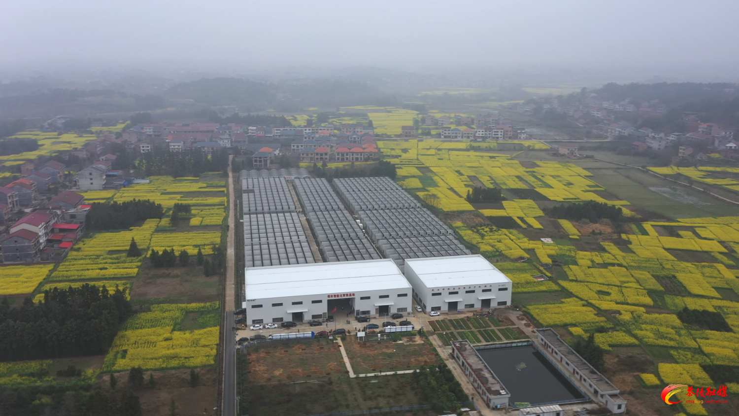 【画卷•乡村振兴】明丰基地：让育秧大棚“忙”起来 土地增效有新路