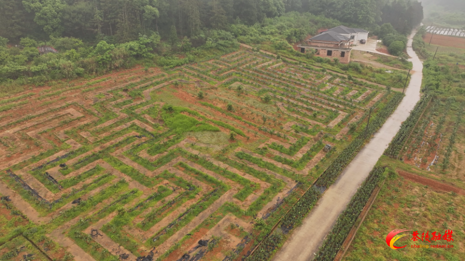 火田镇：仙人掌扎根新华村 特色种植有奔头