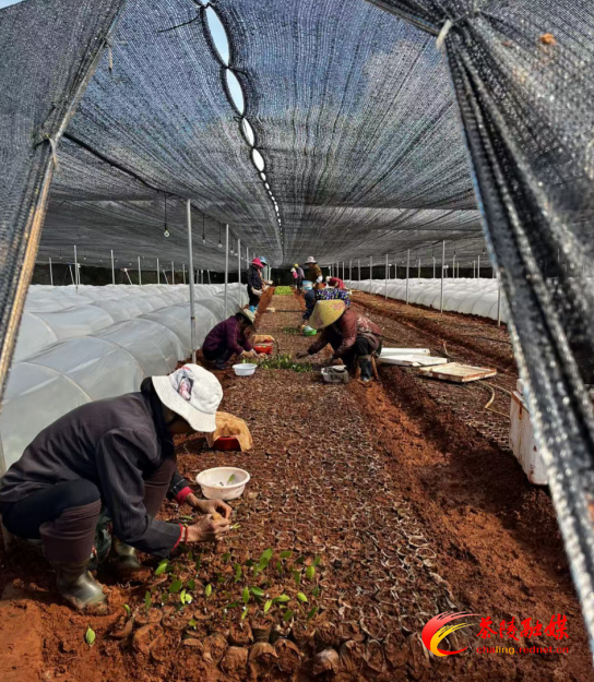 茶陵县林业局：技术赋能 为油茶产业提供种苗保障