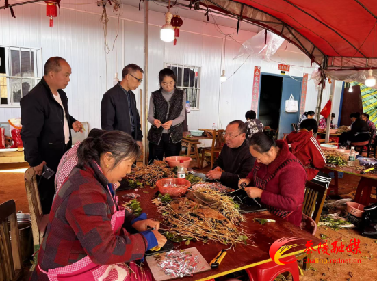 茶陵县林业局：技术赋能 为油茶产业提供种苗保障