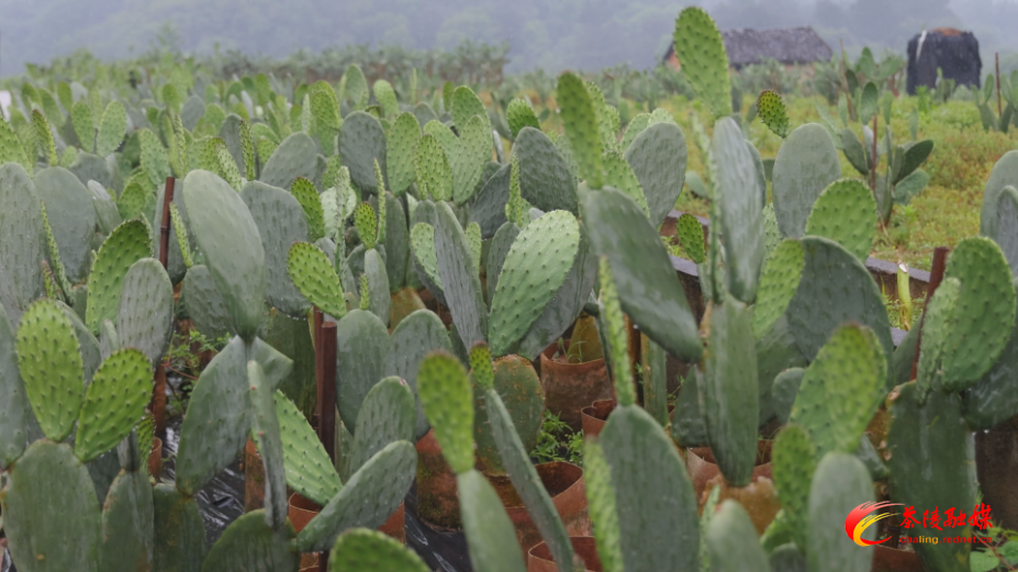 火田镇：仙人掌扎根新华村 特色种植有奔头